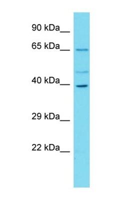 C16orf59 antibody
