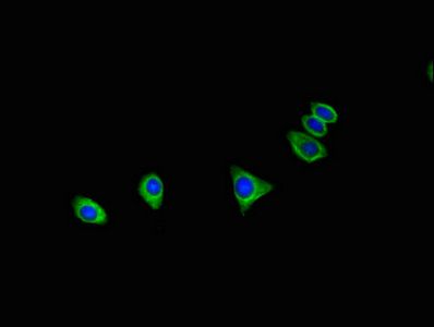 C16orf62 Antibody