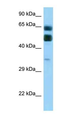 C16orf70 antibody