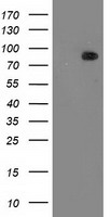C16orf72 antibody
