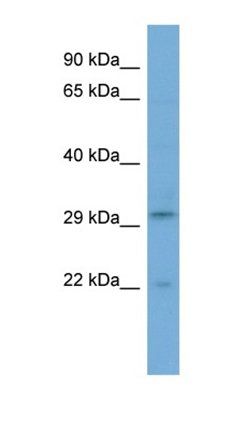 C16orf78 antibody