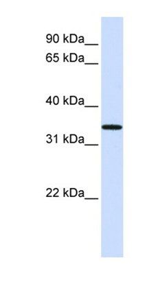 C16orf78 antibody