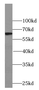 C16orf84 antibody