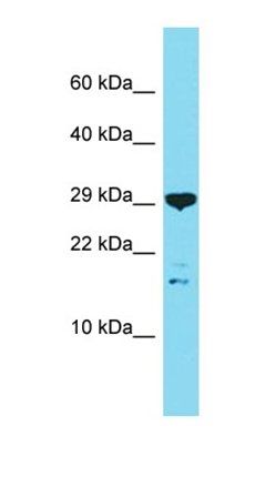 C16orf87 antibody