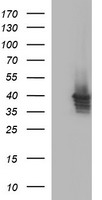 C16orf9 Antibody