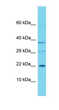C16orf90 antibody