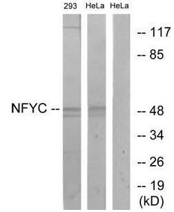 NFYC antibody