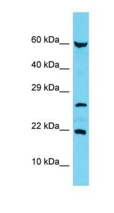 C17orf102 antibody