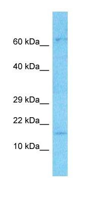 C17orf107 antibody