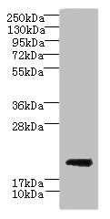 C17orf62 antibody