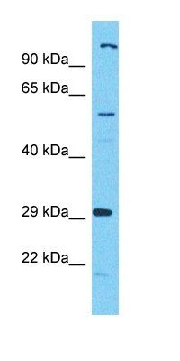 C17orf99 antibody