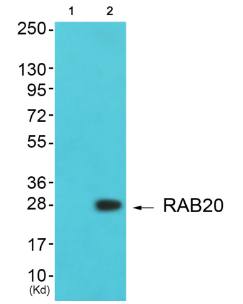 RAB20 antibody