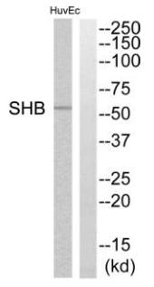 SHB antibody