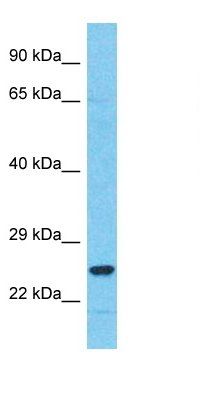 C18orf21 antibody
