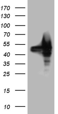 C18orf54 antibody