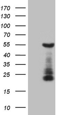 C18orf54 antibody