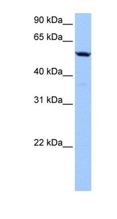 C18orf54 antibody