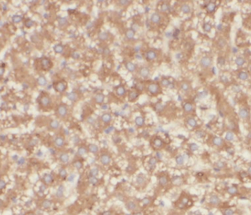 C18orf55 antibody