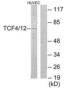 TCF4/12 antibody
