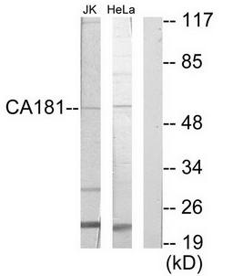 CA181 antibody