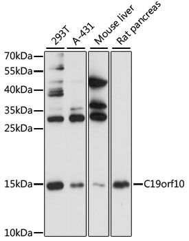 C19orf10 antibody