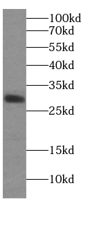 C19orf20 antibody
