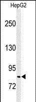 C19orf21 antibody