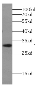 C19orf36 antibody