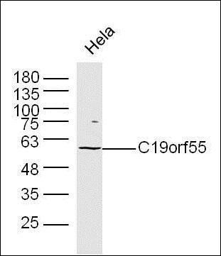 C19orf55 antibody
