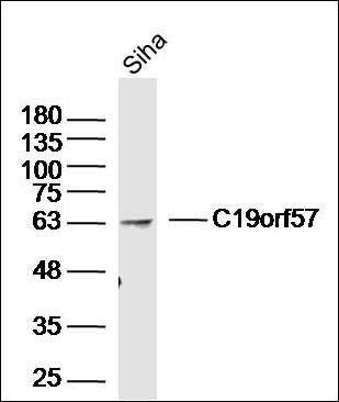 C19orf57 antibody
