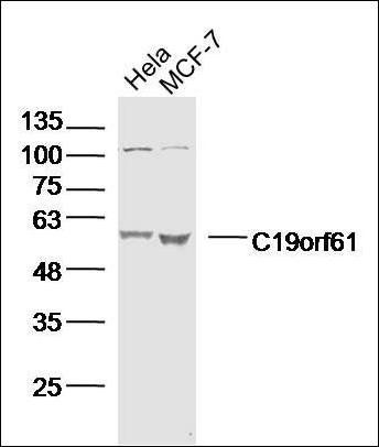 C19orf61 antibody