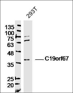 C19orf67 antibody