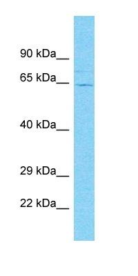 C19orf68 antibody