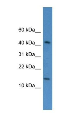C19orf73 antibody