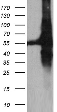 C19orf80 (ANGPTL8) antibody