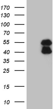 C19orf80 (ANGPTL8) antibody