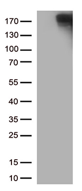 C1D Antibody