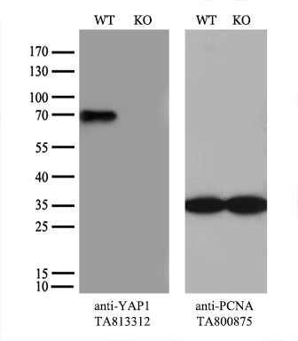 C1D Antibody