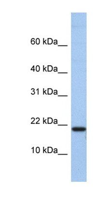 C1D antibody