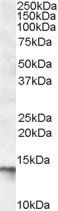Goat anti-C1D Antibody