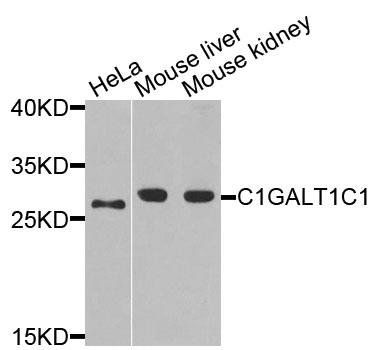 C1GALT1C1 antibody