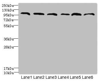 CATSPERE Antibody