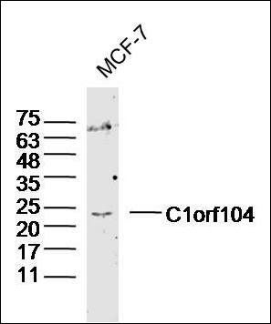 C1orf104 antibody