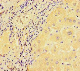C1orf105 Antibody