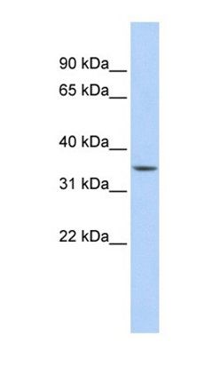 C1orf116 antibody