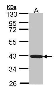 C1orf165 Rabbit Polyclonal Antibody