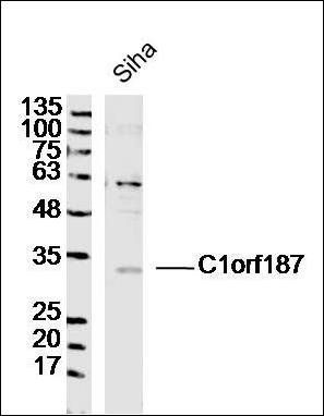 C1orf187 antibody