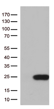 C1orf19 Antibody