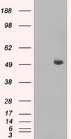 C1orf19 (TSEN15) antibody