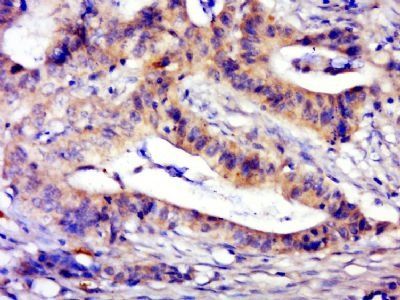 C1orf2 Rabbit Polyclonal Antibody